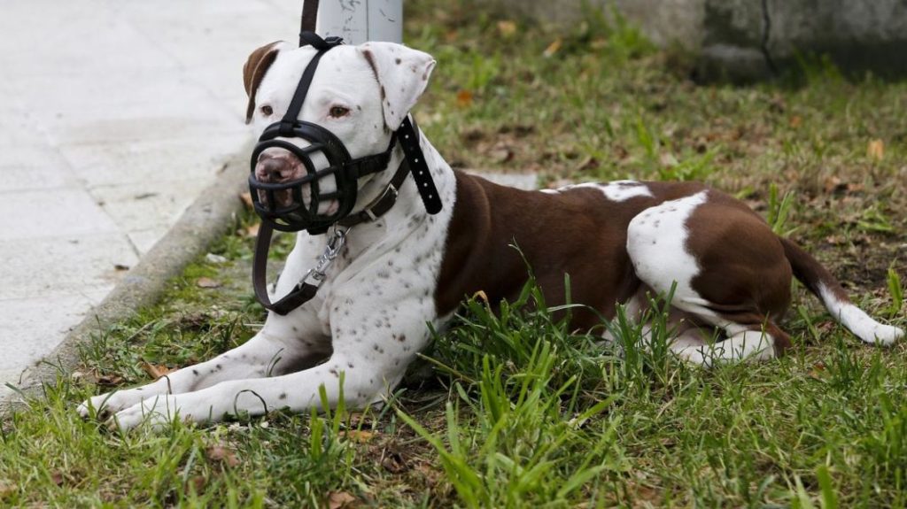 ¿Cuándo es obligatorio que un perro use bozal? 1 Vida.es Cuando el bozal es obligatorio