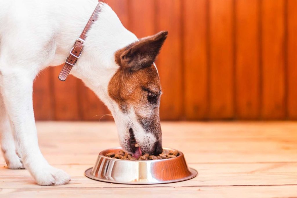El menú diario de tu perro para que coma de lujo y sano 1 Vida.es ¿Cuáles son las necesidades nutricionales de mi perro?