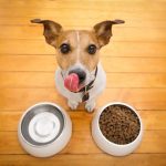 El menú diario de tu perro para que coma de lujo y sano
