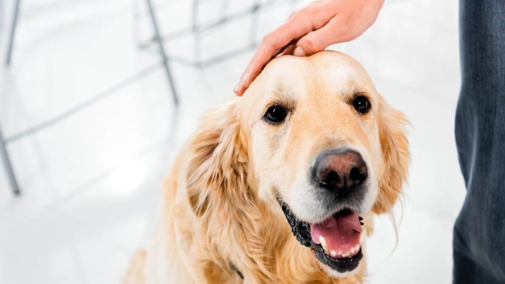 El motivo por el que tu mascota sufre la inflación y la crisis 1 Vida.es Aumento de los precios y congelación inminente del suministro de gas