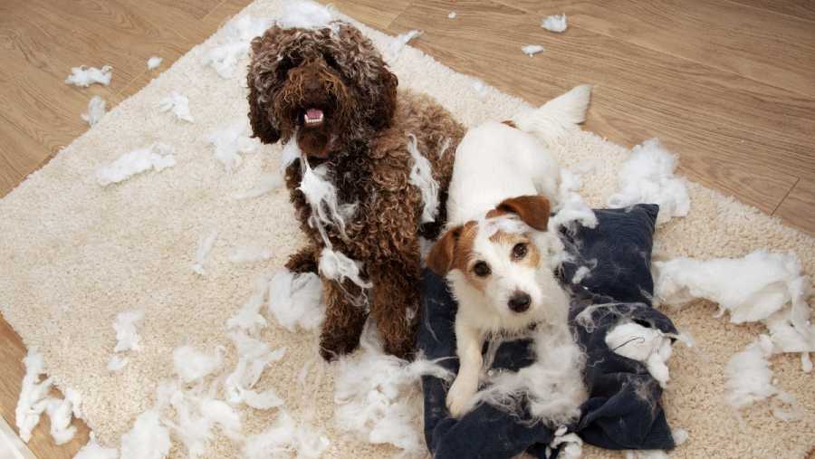 El motivo por el que tu mascota sufre la inflación y la crisis 4 Vida.es ¿Cuál es la verdadera razón por la que la comida para perros y gatos se ha vuelto más cara?