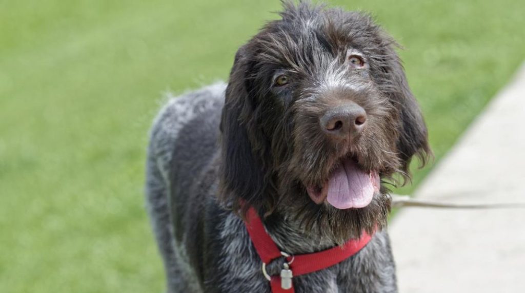 Esta es la multa que te pueda caer si se escapa tu perro 1 Vida.es Perros peligrosos en España
