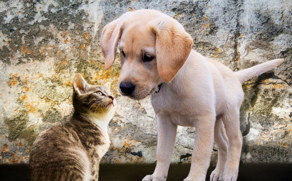 Esto debes hacer si tienes una mascota prohibida en casa 1 Vida.es ¿Por qué es necesaria la Ley de Derechos de los Animales?
