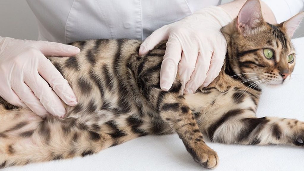 Estos son los peligros de esterilizar a tu gato 1 Vida.es Ventajas de la esterilización en gatos de exterior