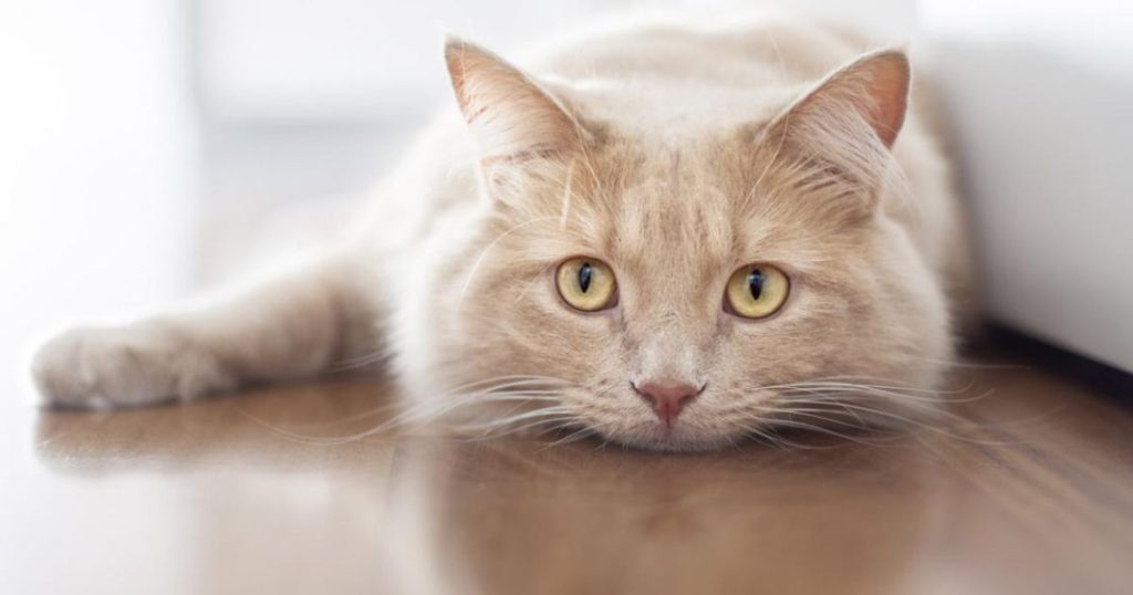 ¿Está el gato equilibrado o deprimido?