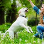 Ley de bienestar animal: los cambios que tendrás que hacer en el cuidado de tu mascota