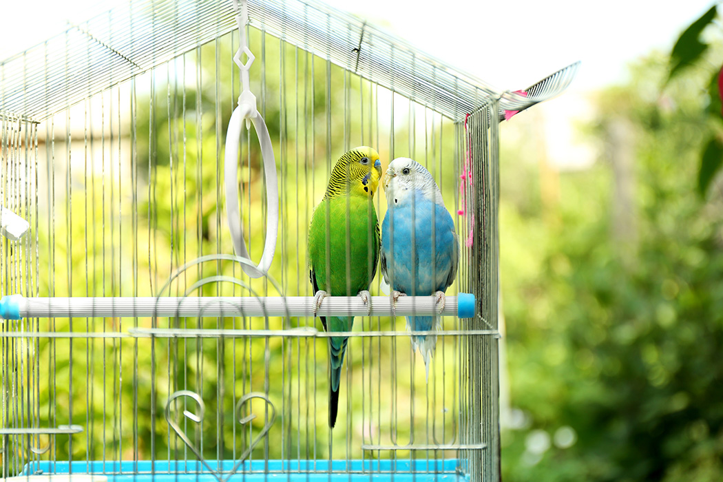 Consejos para prevenir la Psitacosis en pájaros