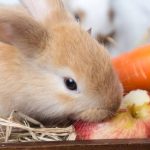 Mixomatosis: la enfermedad mortal que amenaza a los conejos