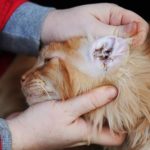 Gatos: cómo prevenir y tratar las infecciones de oído