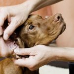 Perros: como prevenir y tratar las infecciones de oído
