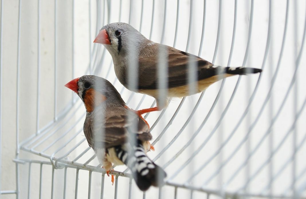 Mantener a los pájaros en jaulas separadas para prevenir la Psitacosis