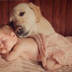 Cómo preparar a tu perro para la llegada de un bebé