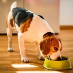 Perros: alimentos que podrían envenenar a tu mascota sin que lo sepas