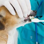 Perros: la importancia de una buena salud bucal