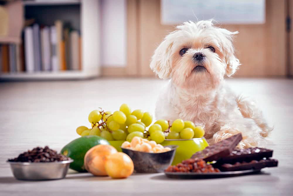 Alimentos que nunca debes dar de comer a tu perro 1 Vida.es Cebollas y Ajo