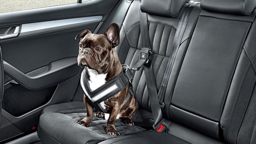 ¿Cómo puede un perro viajar en el coche?