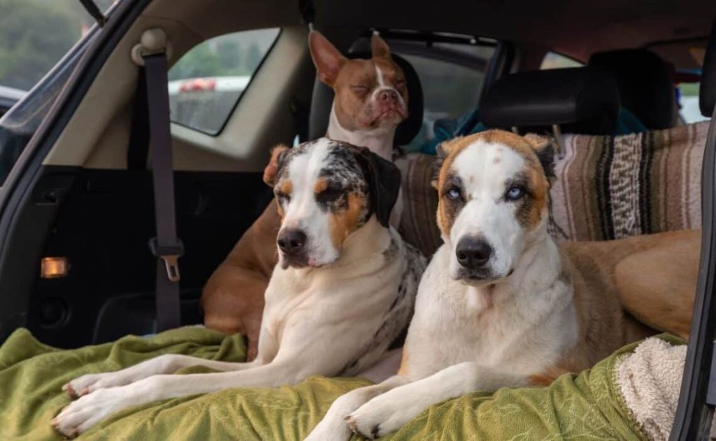 ¿Qué está permitido a la hora de transportar un perro en el coche?