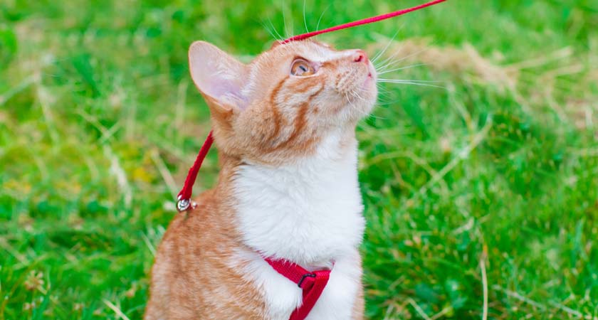 Así puedes acostumbrar a tu gato a pasear con correa 1 Vida.es ¿Es "pasear con correa" una alternativa a salir a la calle?
