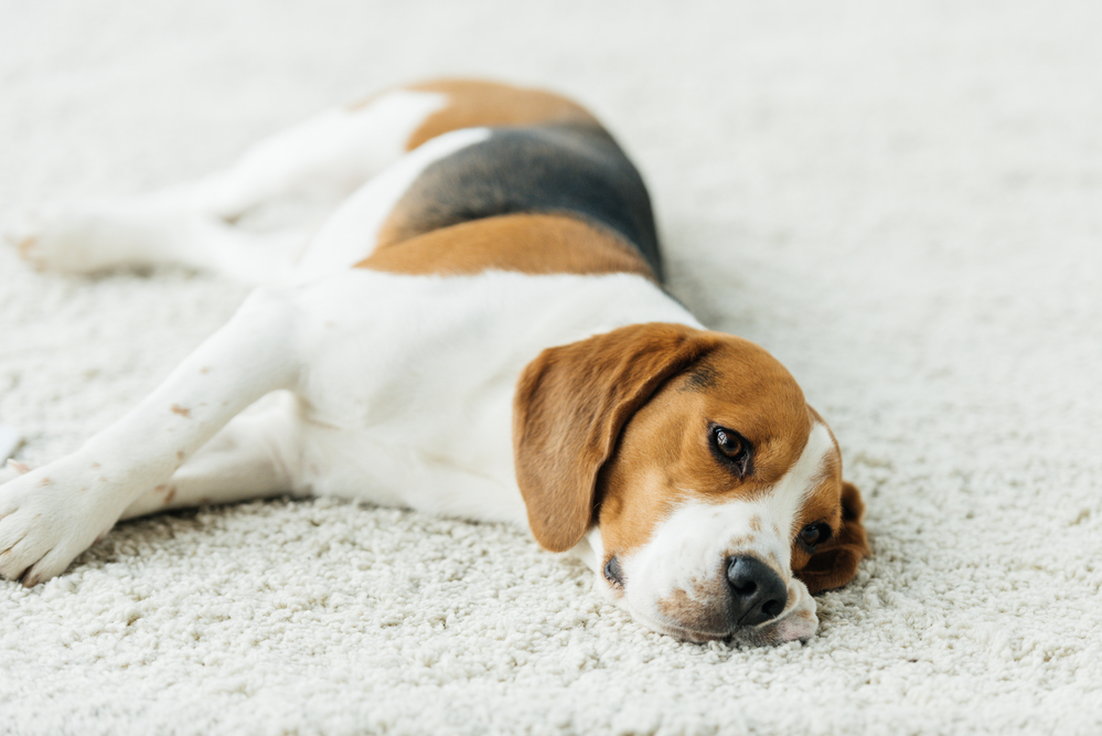 Tu perro está deprimido: Posibles síntomas