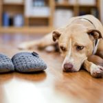 Cómo detectar si tu perro está deprimido y poder ayudarle