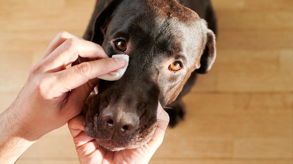 Cómo quitarle las legañas a tu perro para que no sufra esta enfermedad 1 Vida.es Causas de la secreción ocular del perro