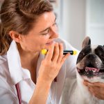 Cómo quitarle las legañas a tu perro para que no sufra esta enfermedad