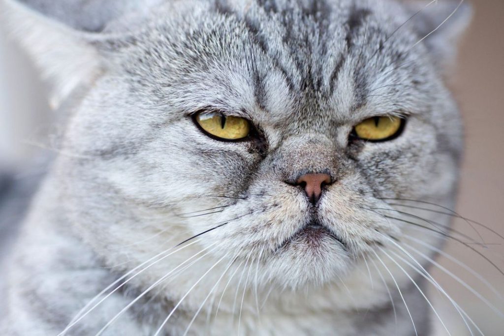 La multa por un gato que te puede costar 200.000 euros  1 Vida.es Prohibición de mascotas en escaparates