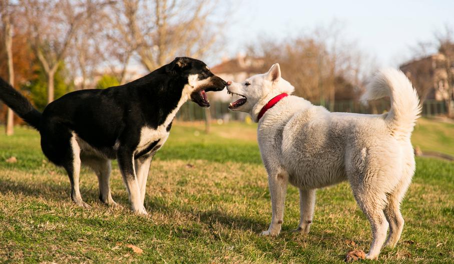 Lo que te puede pasar si tu mascota muerde a otro perro 1 Vida.es El espacio del perro