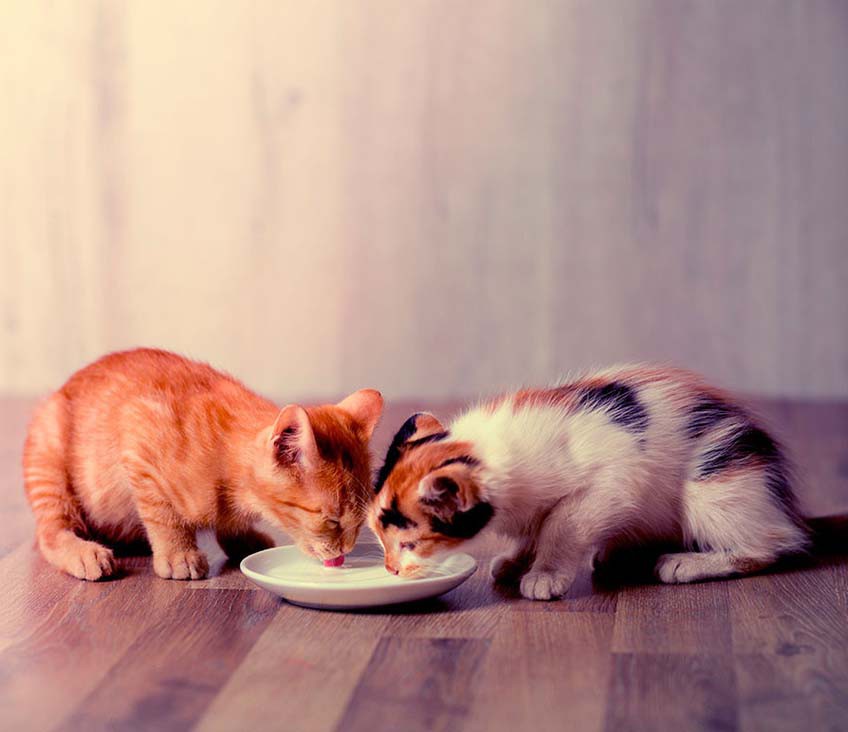 ¿Cuánto tiempo necesitaron los gatitos diferentes dietas?