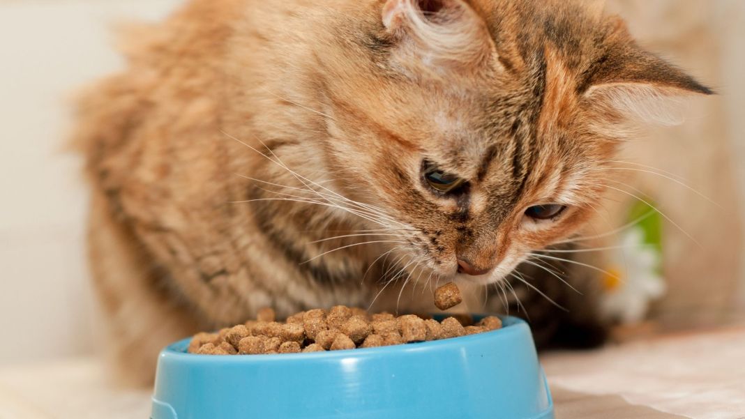 Limitar la cantidad de comida para gatos reduce la obesidad