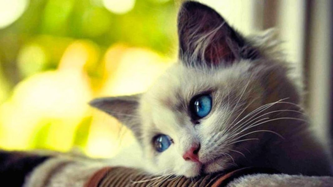 Los gatos usan sus ojos para comunicarse: ¡presta atención a sus miradas!