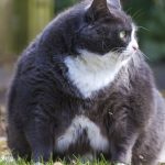 Gatos domésticos: 6 formas de prevenir la obesidad y cuidar su salud
