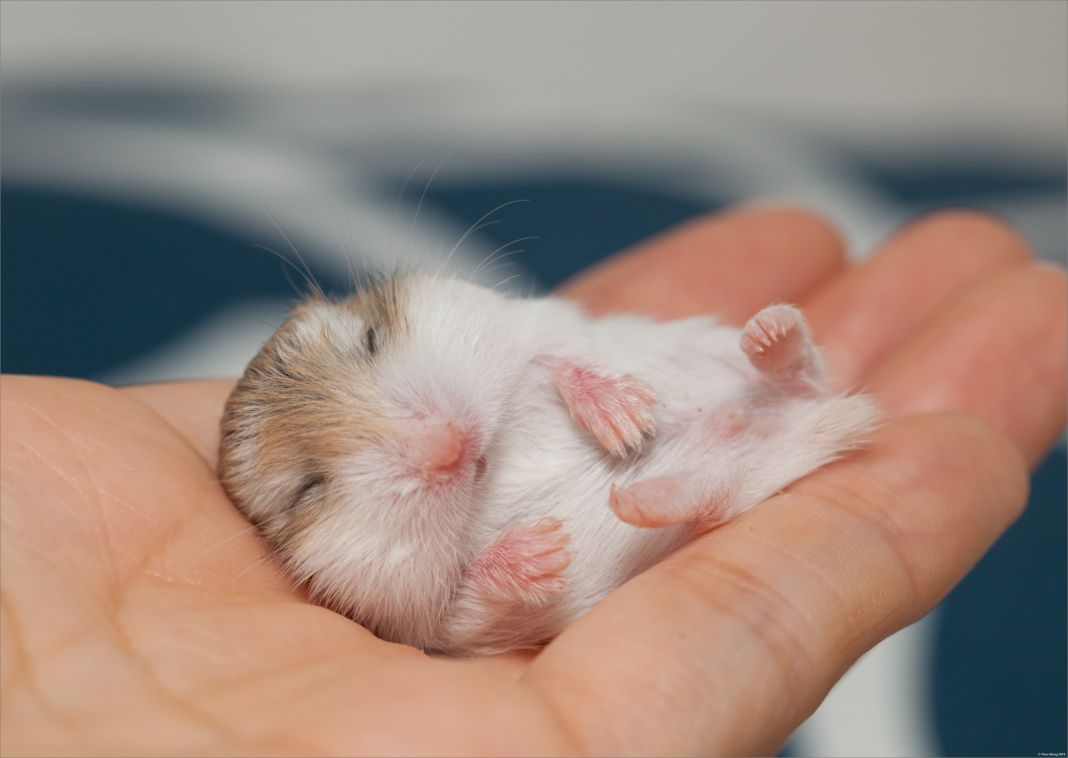 Consejos para evitar la propagación de la conjuntivitis en hamsters