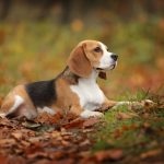 Eccema canino: como evitar esta enfermedad en 5 simples pasos
