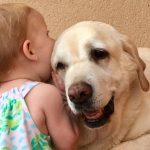 Otitis en perros: la importancia de la prevención