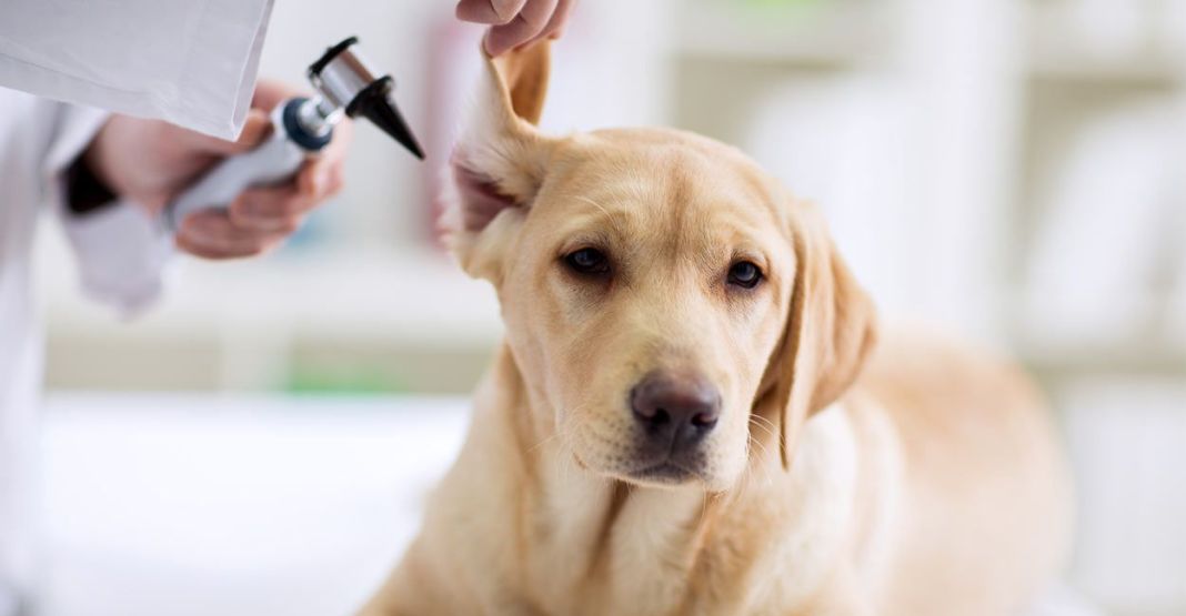 Métodos para Realizar la Prevención de la Otitis en los Perros