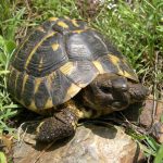 Estrés en tortugas domésticas: cómo detectarlo