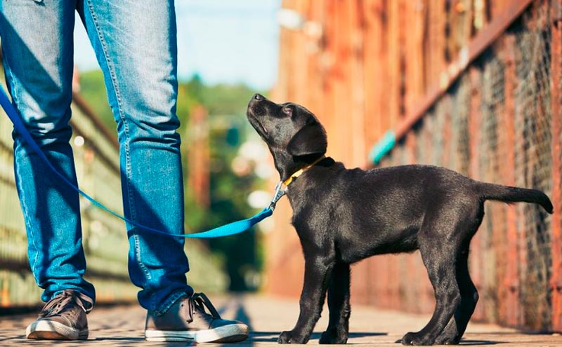 Cómo enseñar a tu perro a llevar collar y correa  1 Vida.es ¿Quién está realmente caminando con quién?
