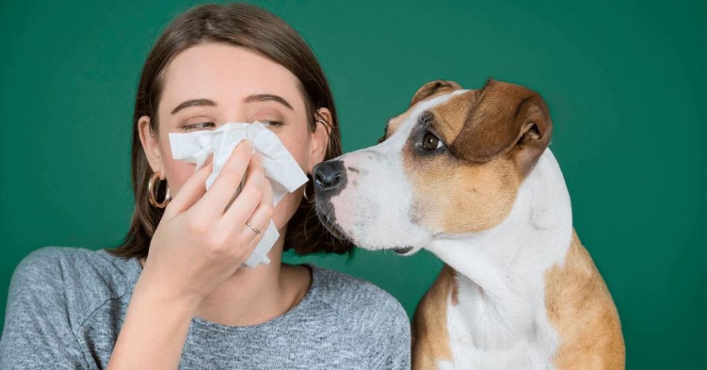 ¿Qué es una alergia a tu perro? 