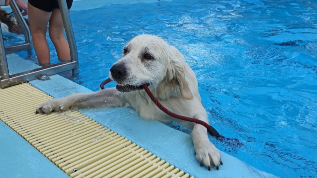 Piscina para perros como alternativa al lago 