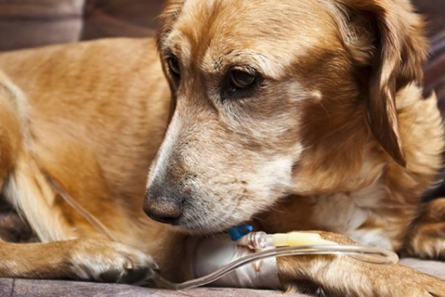 ¿Qué es la pancreatitis en perros?