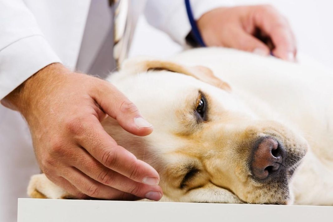 Cuáles son los tratamientos para la pancreatitis en perros