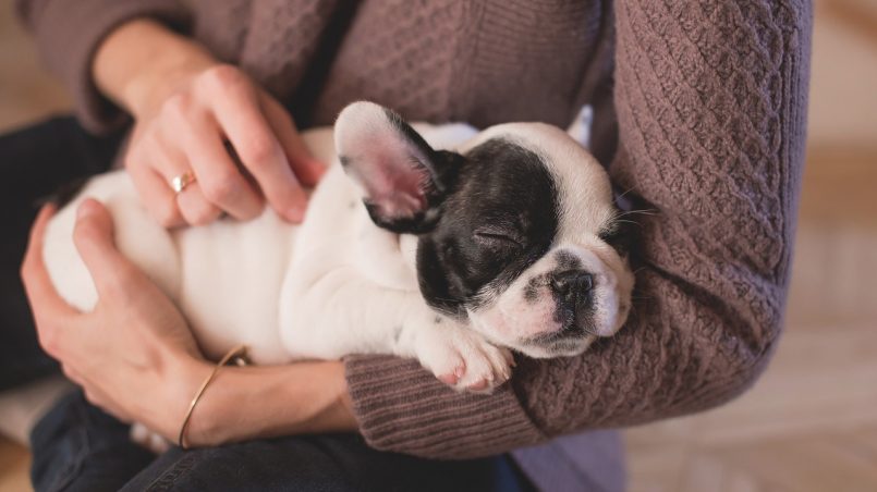 Todo lo que debes saber antes de adoptar a un perro 1 Vida.es Adoptar a un perro