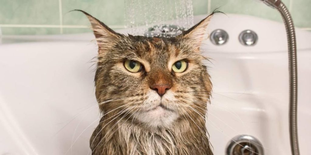 Todo lo que debes saber antes de bañar a un gato 1 Vida.es ¿Se puede bañar a un gato?