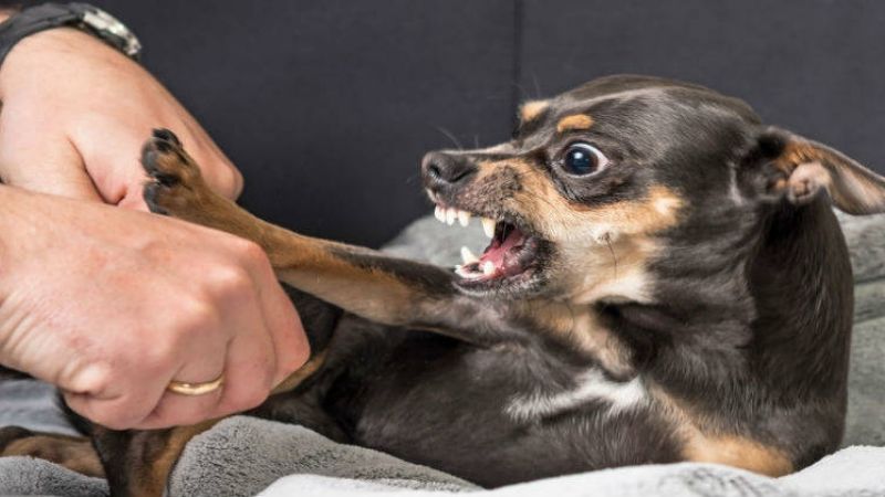 Consejos para tratar los problemas de comportamiento en tu perro