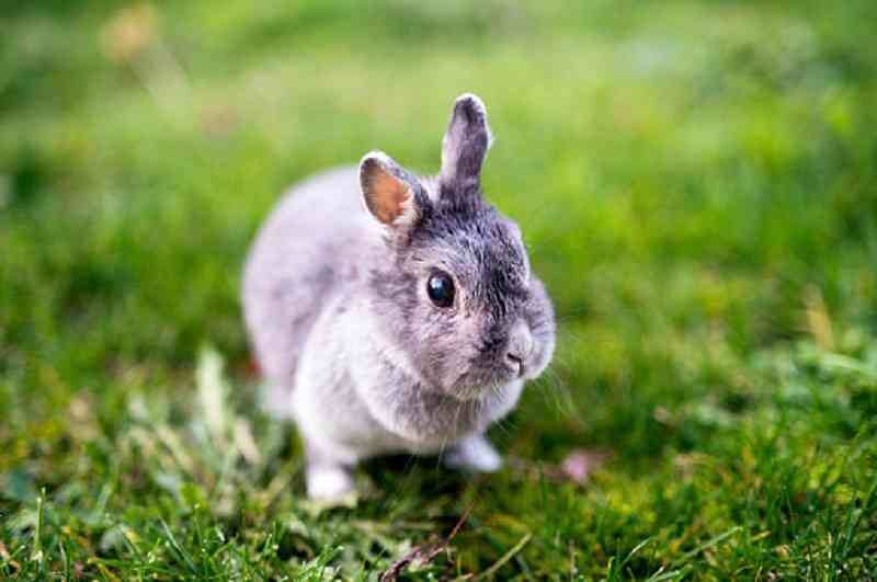 Cómo se puede ayudar a un conejo con una infección del oído