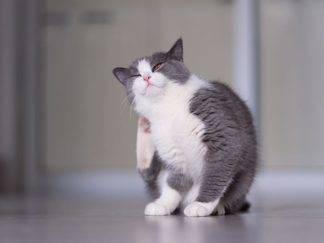 ¿Cuáles son los síntomas de la enfermedad del tracto urinario en gatos?