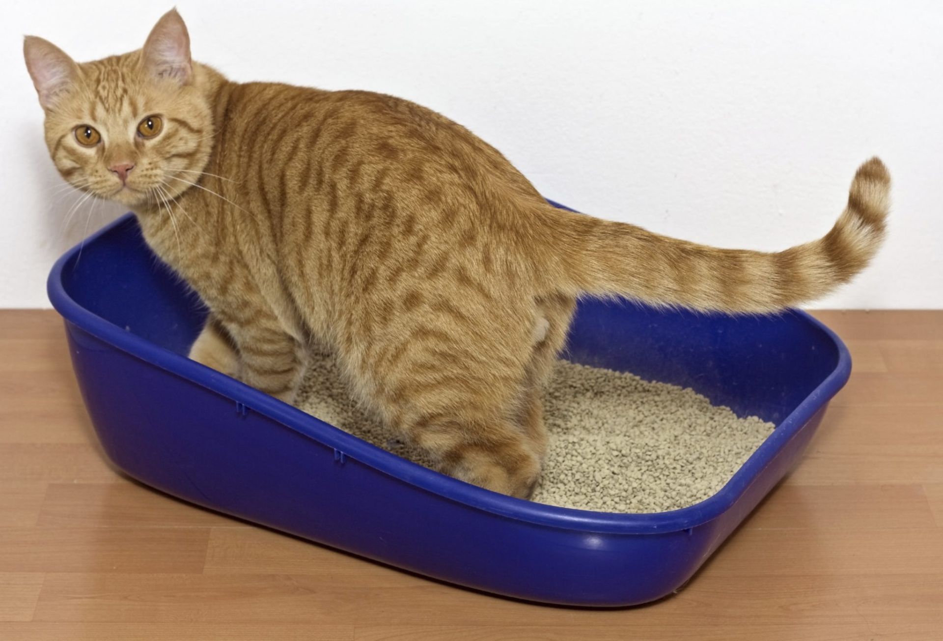 ¿Qué es una infección del tracto urinario en gatos?