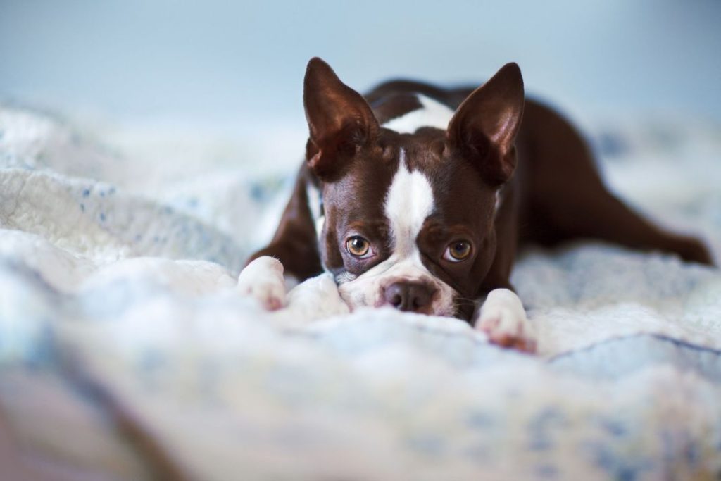 Razas de perros que no sueltan pelo 