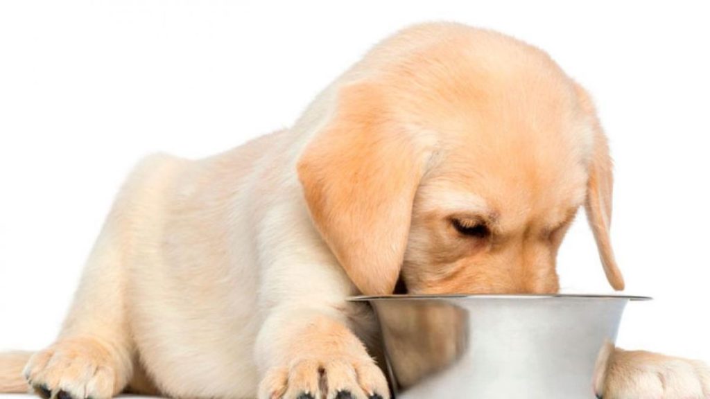 Qué considerar al alimentar a tu perro cuando es cachorro 